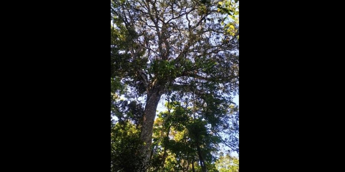 Noah's Gopher trees VIPs of Ranni forest in Pathanamthitta