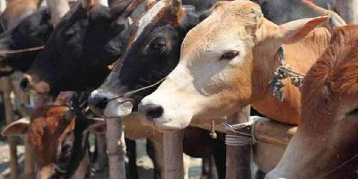 India’s first cattle genomic chip launched in Telangana