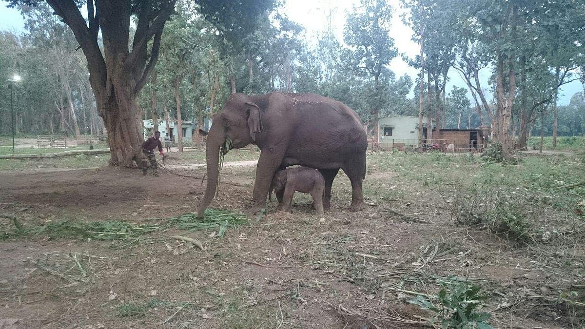 Poachers rig plantation, electrocute elephant in Odisha's Dhenkanal