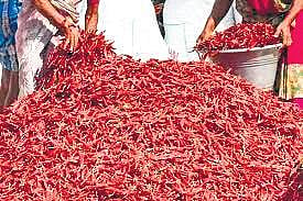 GI tag push for Kuchinda red chilli