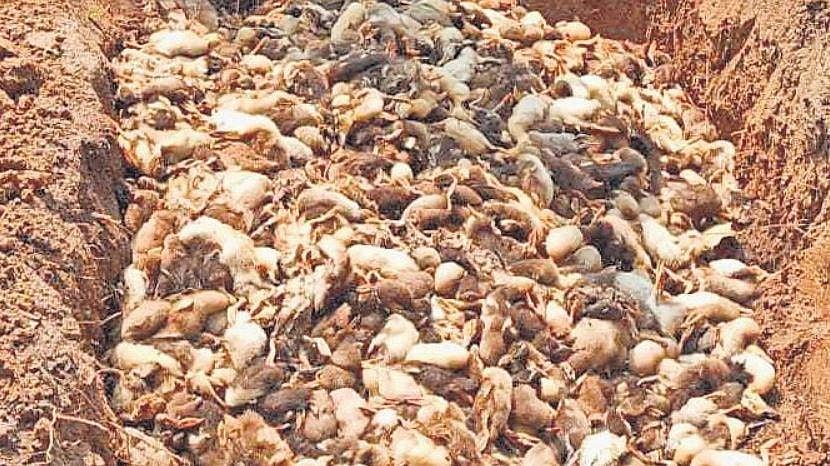 Avian flu confirmed in Kerala; over 20,000 ducks to be culled in Alappuzha