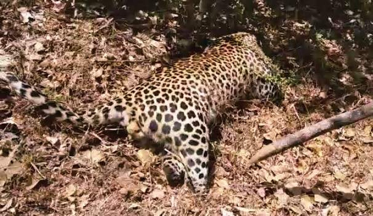 Death Leopard Leopard death: Autopsy does not reveal cause, samples to be sent for ...