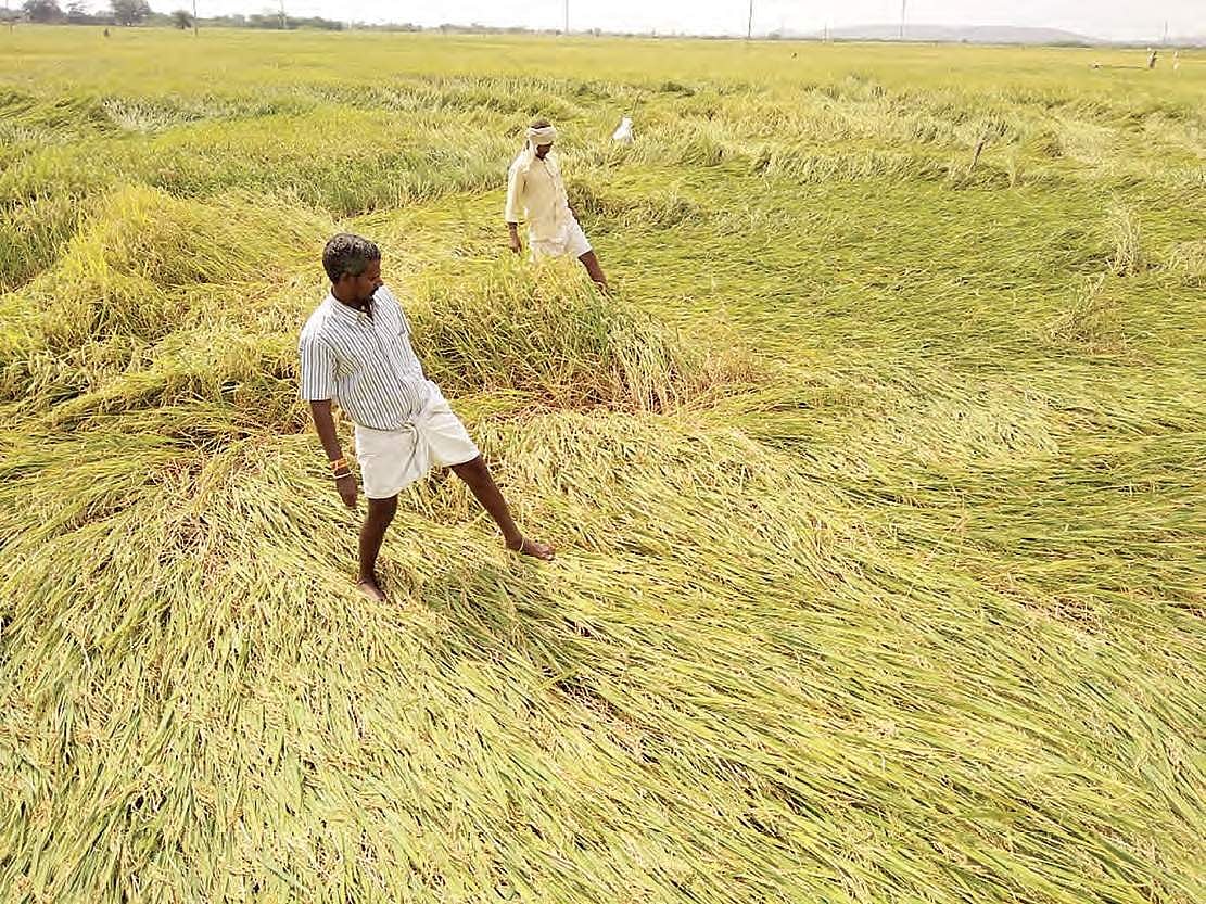 Central team visits Tamil Nadu to inspect rain-hit paddy