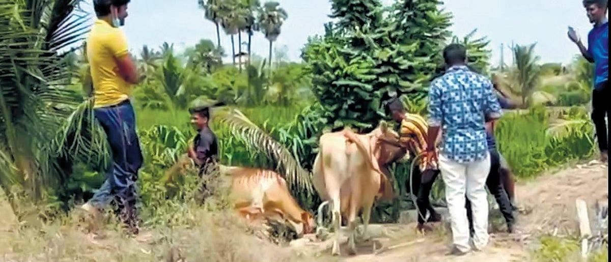 Trio that stole cows during riot held