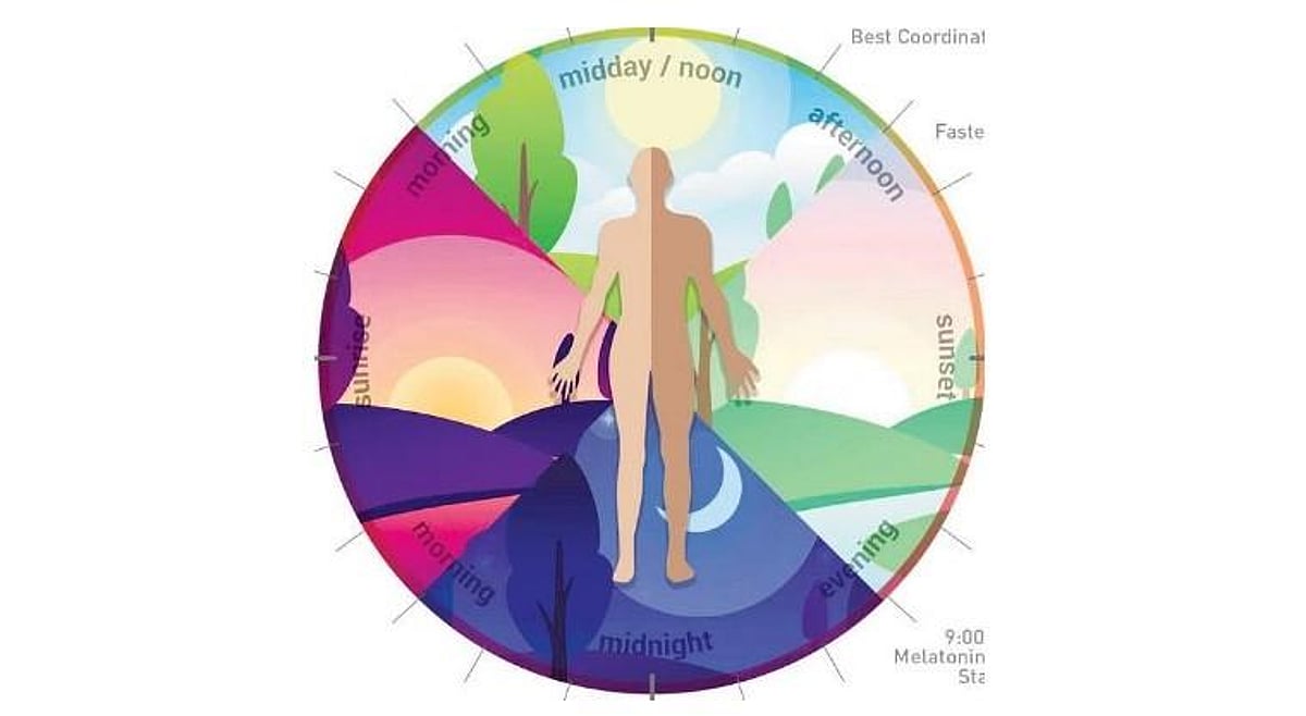In tune with time: Awareness of work-rest cycle reduces fatigue, boosts ...