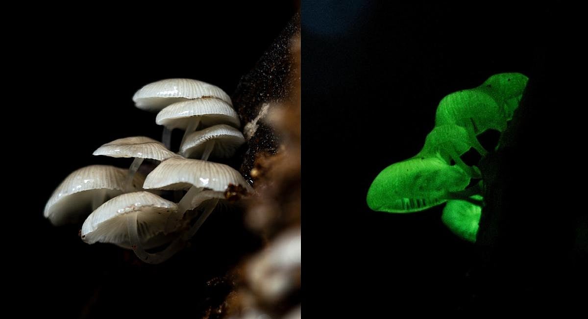 Rare bioluminescent mushroom spotted in Kanyakumari Wildlife Sanctuary