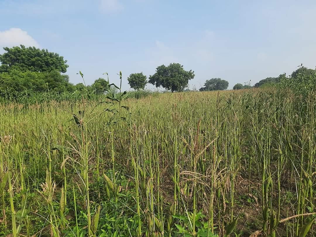 Maize cultivation area increases in Telangana's Adilabad
