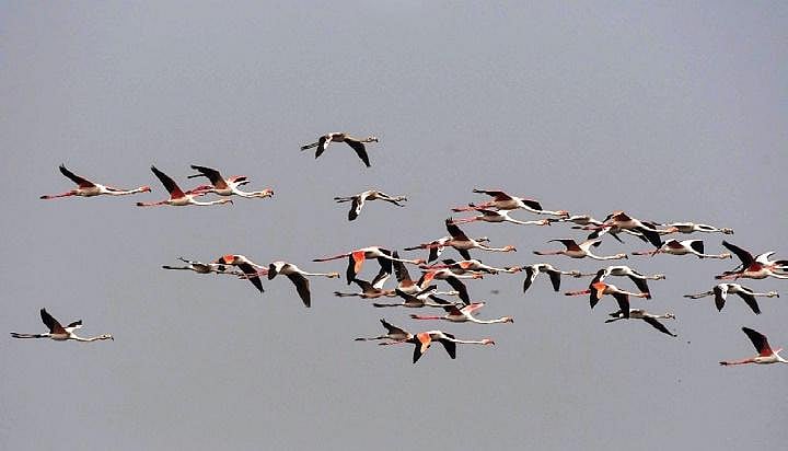 Migratory Birds: Amazing Journeys and Survival Secrets Revealed