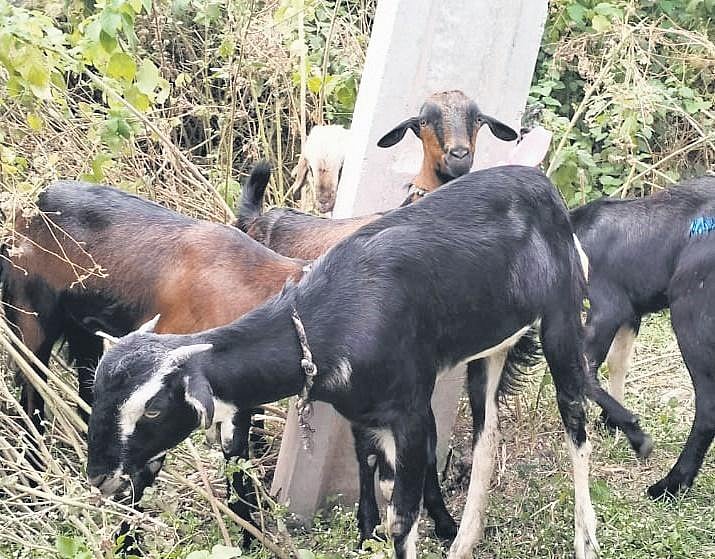 Animal activists fume over goat sacrifice with teeth in Bengaluru