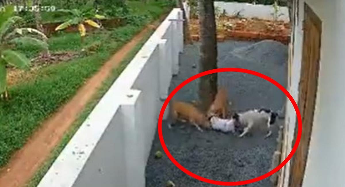 Kerala: Class three student suffers injuries after being attacked by ...