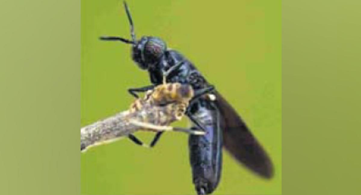 Insect larvae method to treat biowaste gets nod