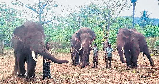 Forest team observing behaviour of makhna elephant at Saralappathy