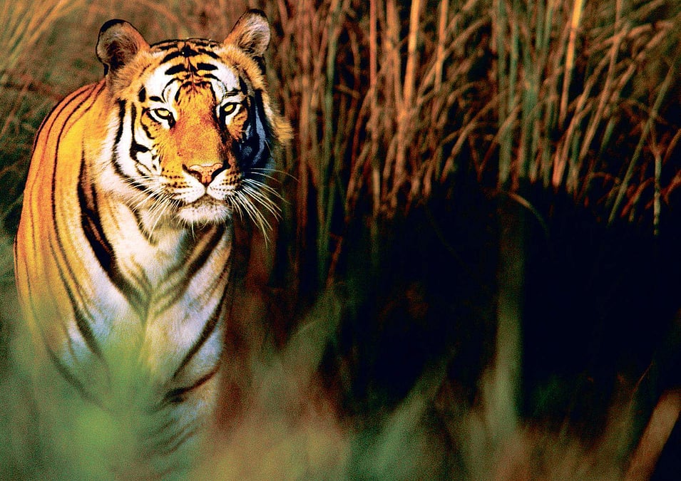 Vanishing stripes: Big cat count dips to 20 in Odisha
