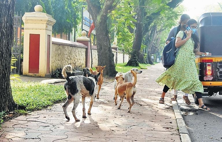Visual Reference: Streets Not Abodes For Dogs Citizens Safety Priority