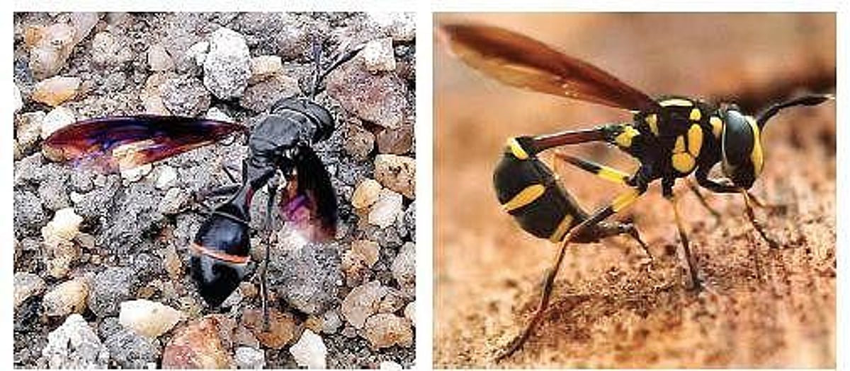 Invasive alien species causing serious biodiversity, economic threats ...