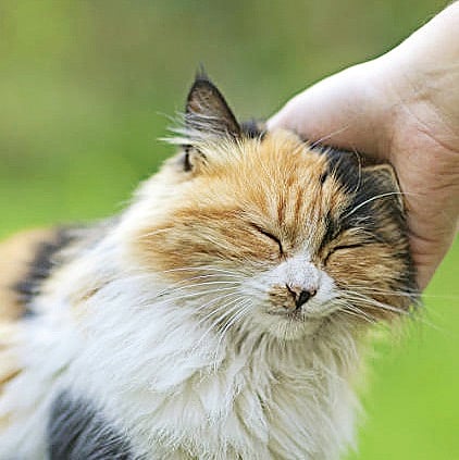 Cat Tripping Me