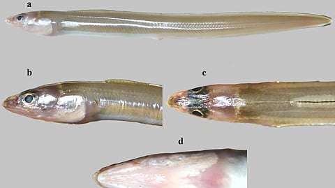 Two eel species discovered from southern coasts of Tamil Nadu, Kerala