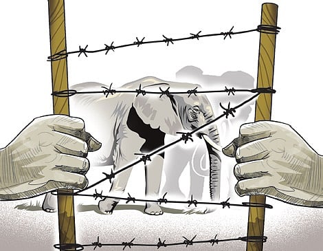 Tusker Thanneerkomban.