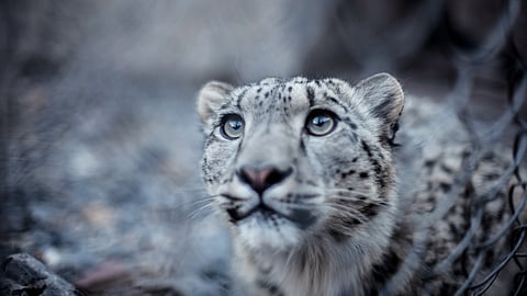Snow Leopard
