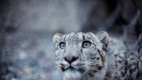 Snow Leopard