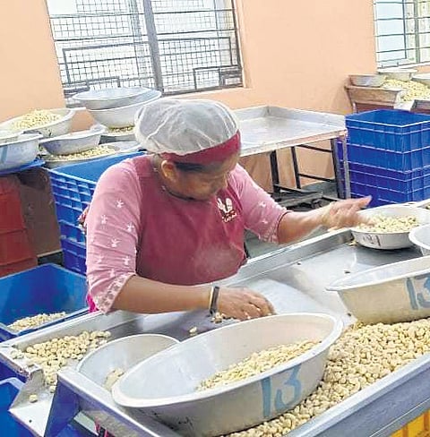 A woman works at the Kalbavi cashew factory in Mangaluru.