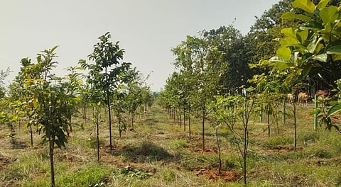 Odisha Adds 1,889 Sq Km of Green Cover in a Decade, Boosting Forest Health and Productivity