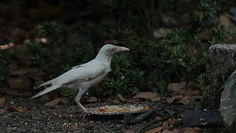 Prasad A, a photographer hailing from Thiruvananthapuram, travelled to Pathanamthitta to click the photograph of the rare albino crow.