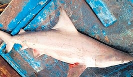 Dead blacktip shark in a fishing vessel.