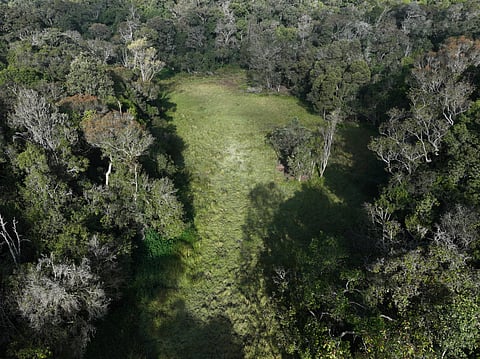 Swamp in Longwood Shola reserve forest.