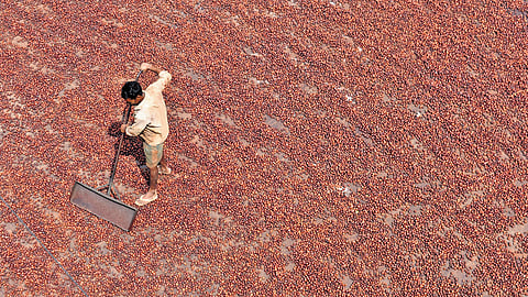 A worker drying betel nuts