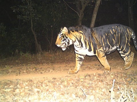 Tiger safari zone to be launched in Ramnagar