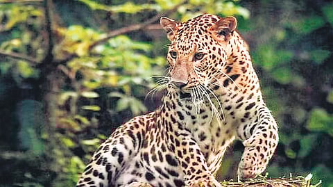 Leopard found dead in tea estate in TN; forest officials unable to ascertain cause