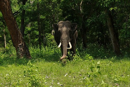 The elephant which got separated from the herd, attacked the farmer while he was returning home from agricultural fields.