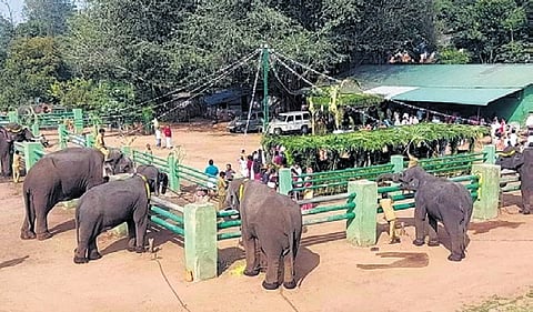A total of 23 captive elephants took part in pongal celebrations organised by the Tamil Nadu forest department at Kozhikamuthi in Anamalai Tiger Reserve (ATR) on Tuesday.