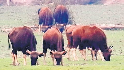 Gaurs are seen grazing inside the Kawal tiger reserve in Mancherial district
