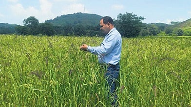 Debabrata Panda examining a millet crop in a farm field in Koraput 
