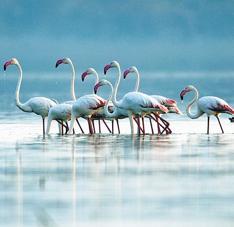 Come, count the Greater Flamingos at Almatti Dam in Bagalkot
