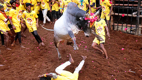 The Avaniyapuram Jallikattu held on January 15 was the first bull-taming festival of the new year in the Madurai district.