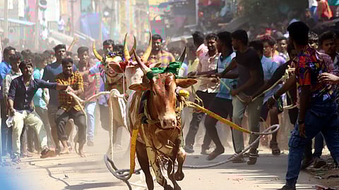 Manju virattu being held at Kilarasampattu village in Vellore district in Tamil Nadu. 