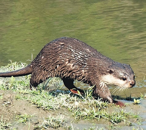 Guwahati Diary: Two mammalian species found in Kaziranga