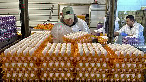 A worker moves crates of eggs at the Sunrise Farms processing plant in Petaluma, Calif., on Thursday, Jan 11, 2024.