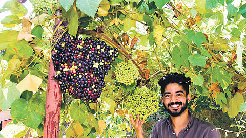 Ashal with his Cambodian wild grapes