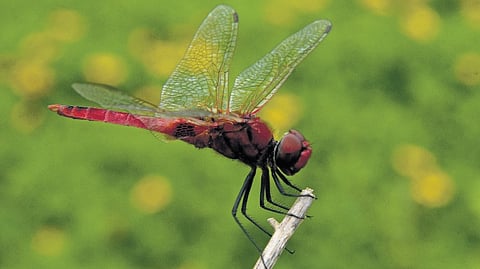 A workshop to make people further understand the ecological role of dragonflies and damselflies will be organised.