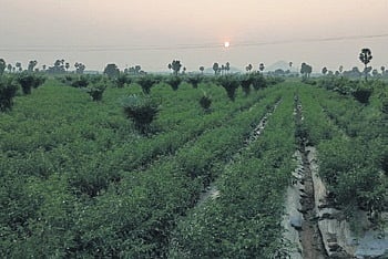 Efforts underway to make Kothagudem dist in Telangana a hub for palm oil