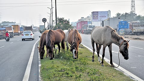 A herd of horses roaming 
on GNT Road at Madhavaram 
in Chennai on Tuesday.