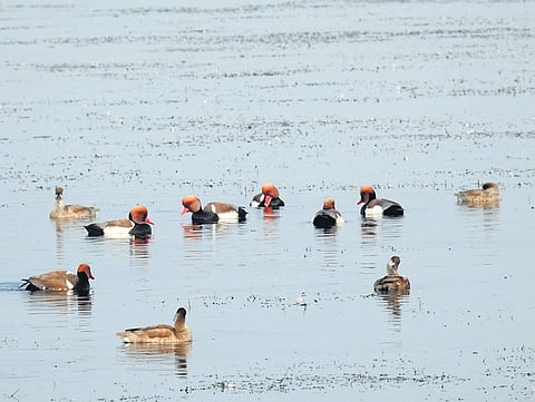 Representative Image