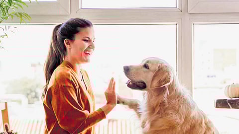 The truth about cats and dogs