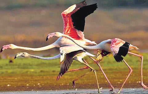 Birding in the backwaters