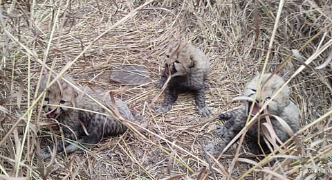 On January 3, Kuno National Park officials reported that another Namibian cheetah Aasha had given birth to three cubs.