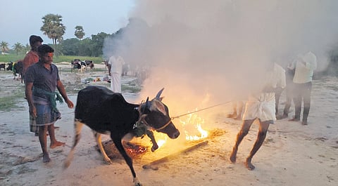 A bovine jumps over burning haystack at Umbalacheri